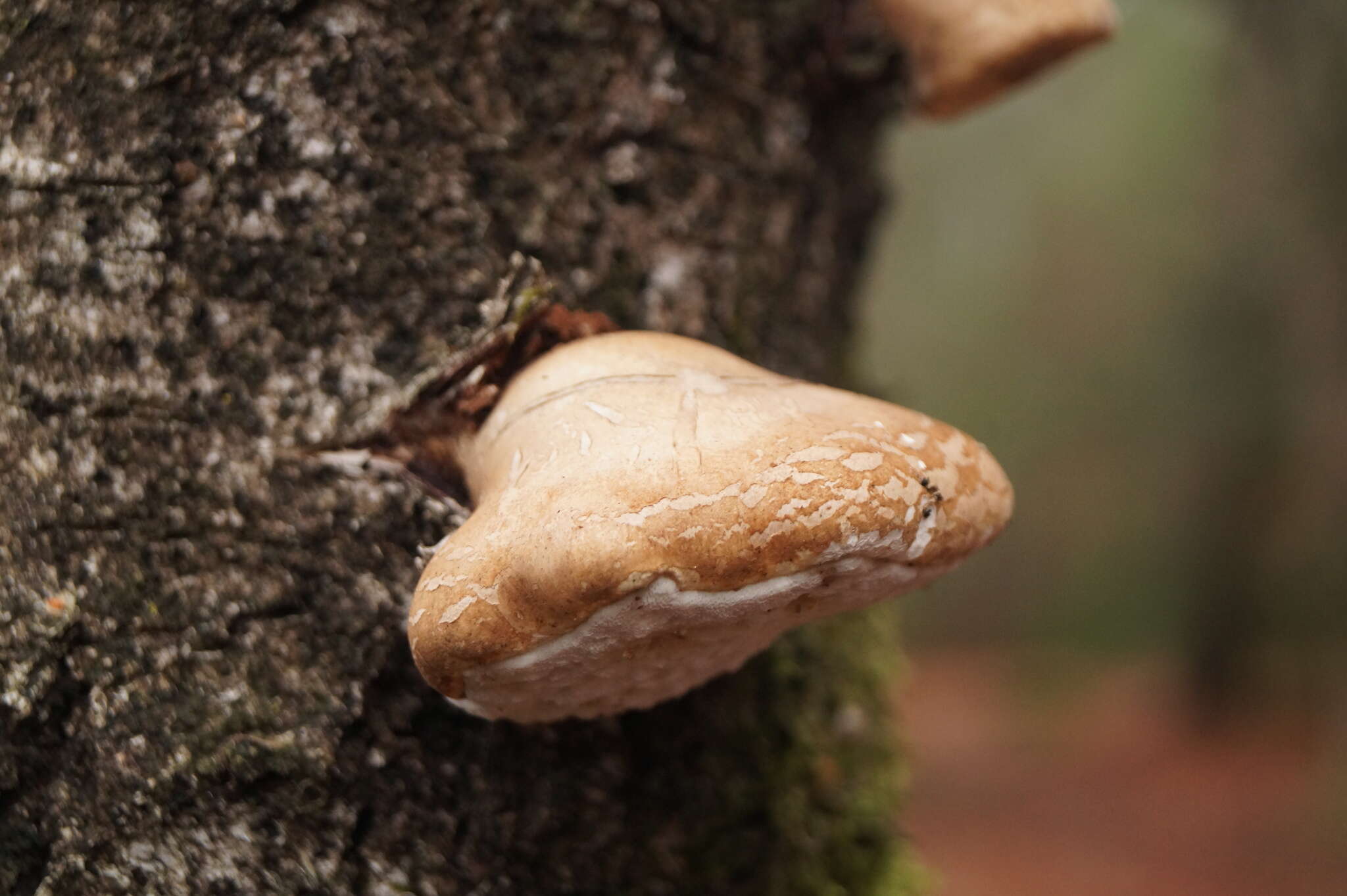 Image of birch polypore