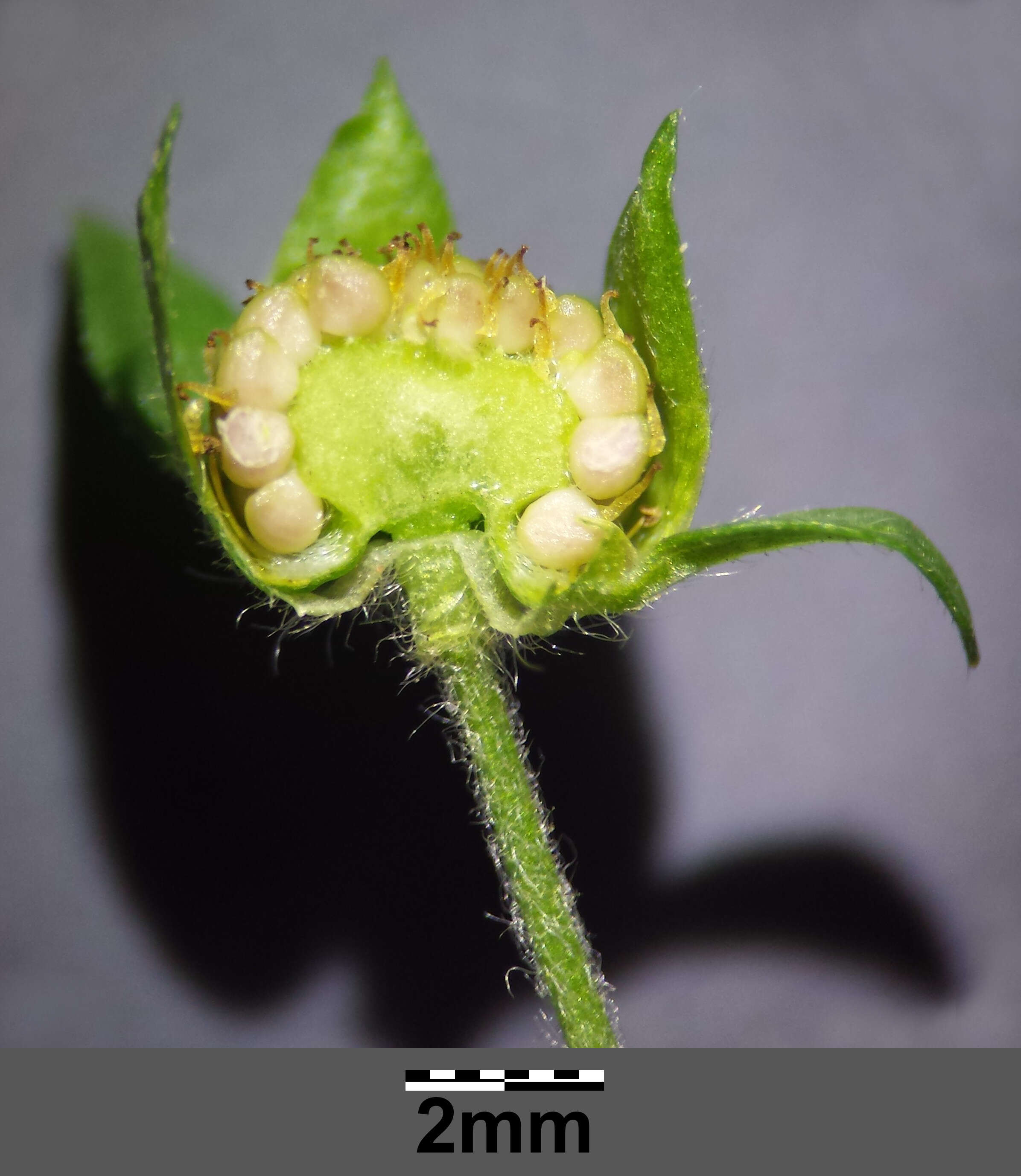 Image of Bushy Cinquefoil