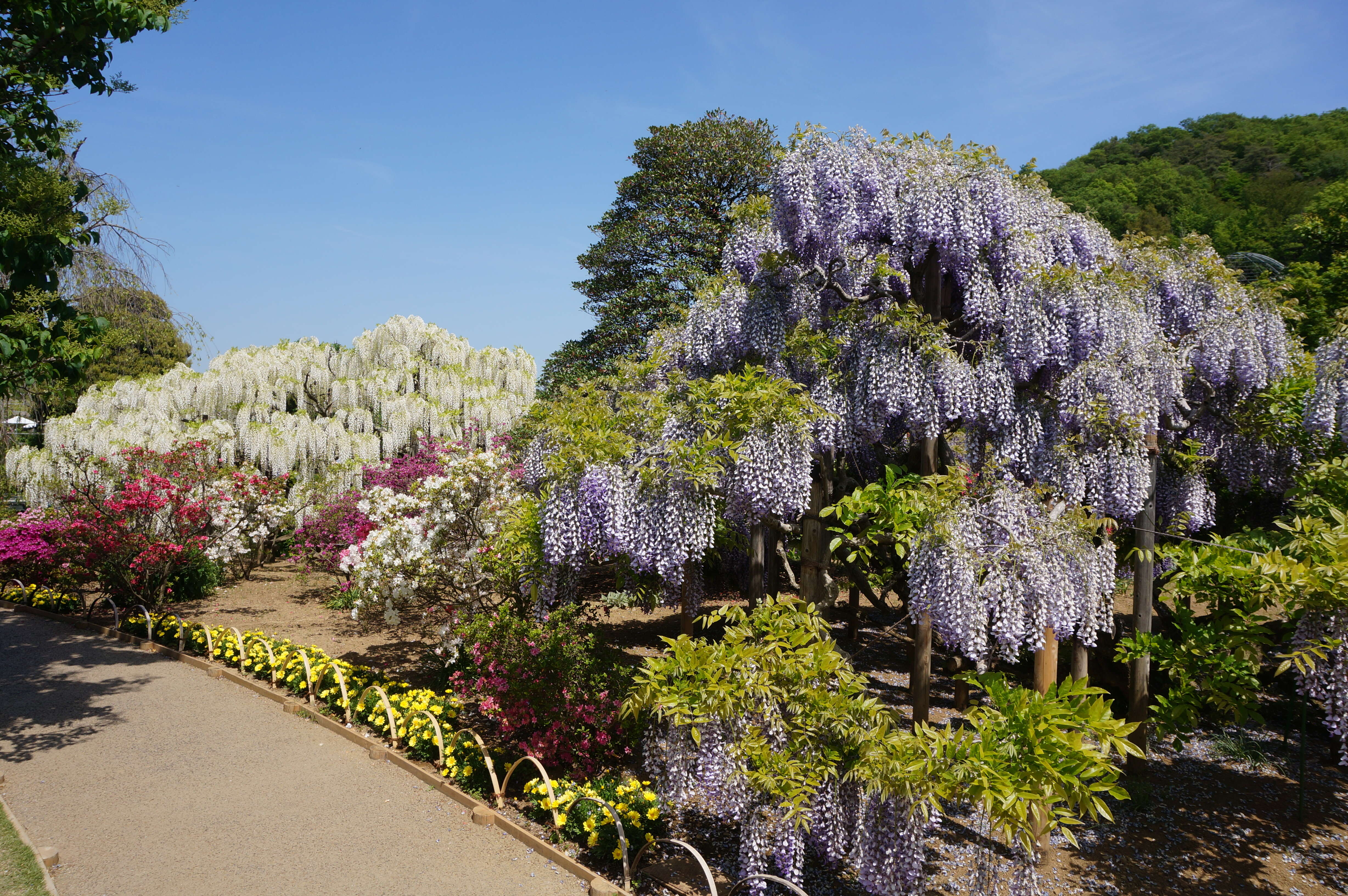 Plancia ëd Wisteria floribunda (Willd.) DC.