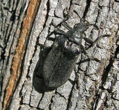 Image of Cedar Beetle