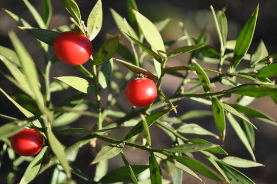 Imagem de Ruscus aculeatus L.