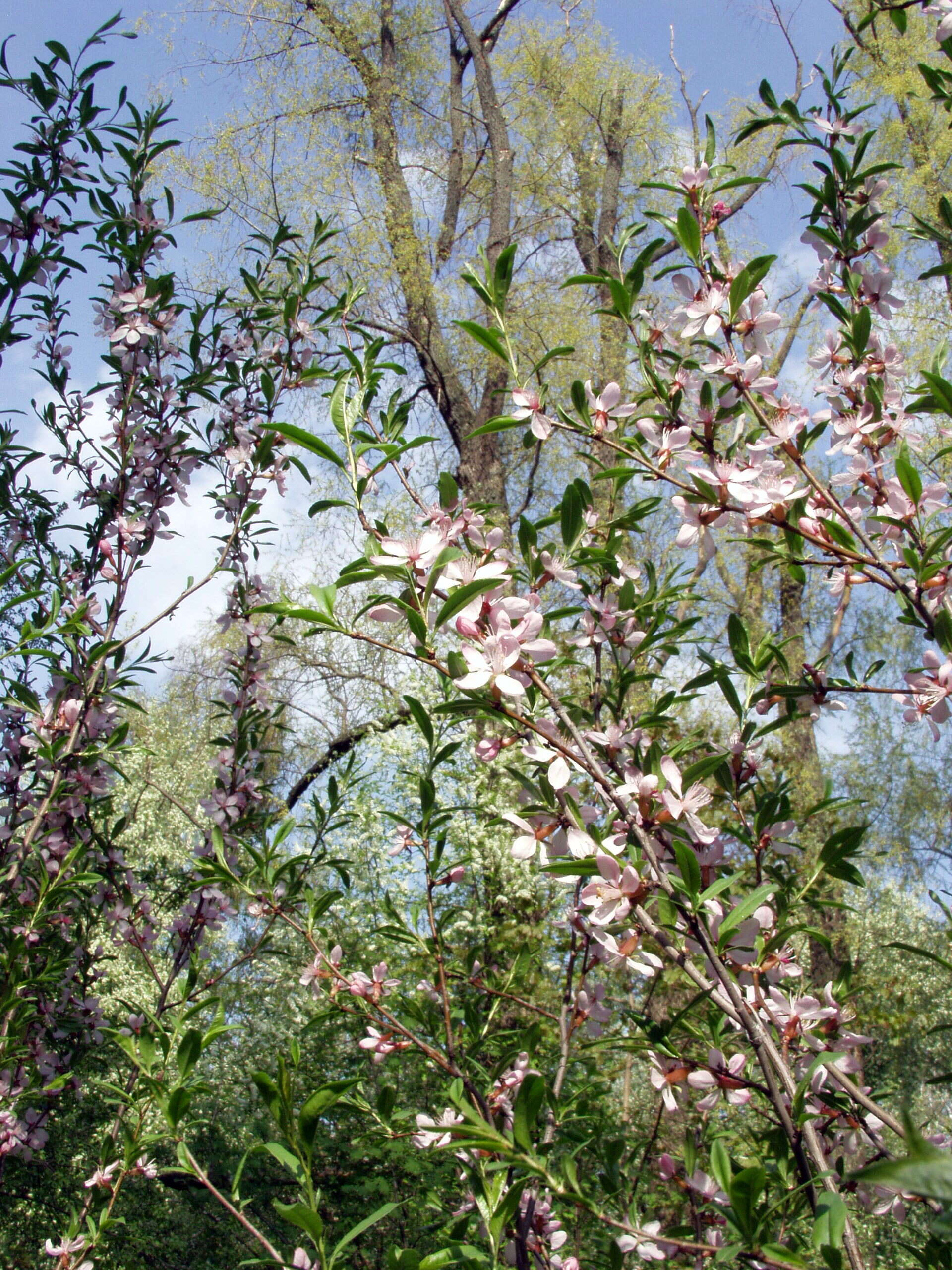 Image of Prunus subgen. Amygdalus