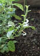 Hypoestes phyllostachya Baker resmi