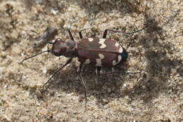 Image of Northern dune tiger beetle