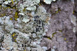 Image of diploicia lichen