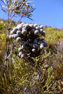 Sivun Brunia noduliflora P Goldblatt & J. C. Manning kuva