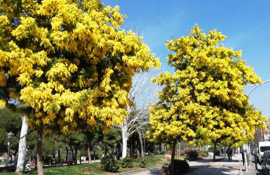 صورة Handroanthus chrysanthus (Jacq.) S. O. Grose