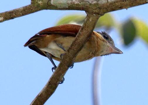 Pachyramphus aglaiae (Lafresnaye 1839) resmi