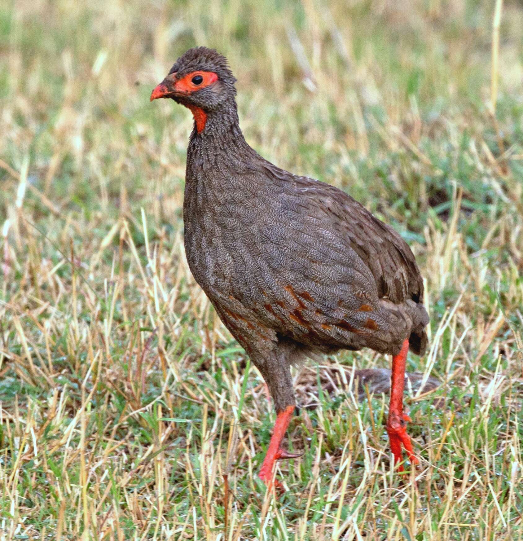 Image of Red-necked Francolin