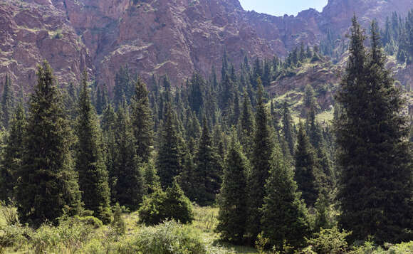 Picea schrenkiana Fisch. & C. A. Mey. resmi