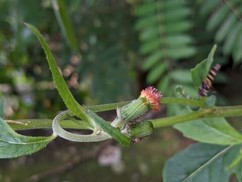 Image of ragleaf