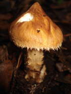 Image of Squamanita