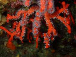 Image of Red coral