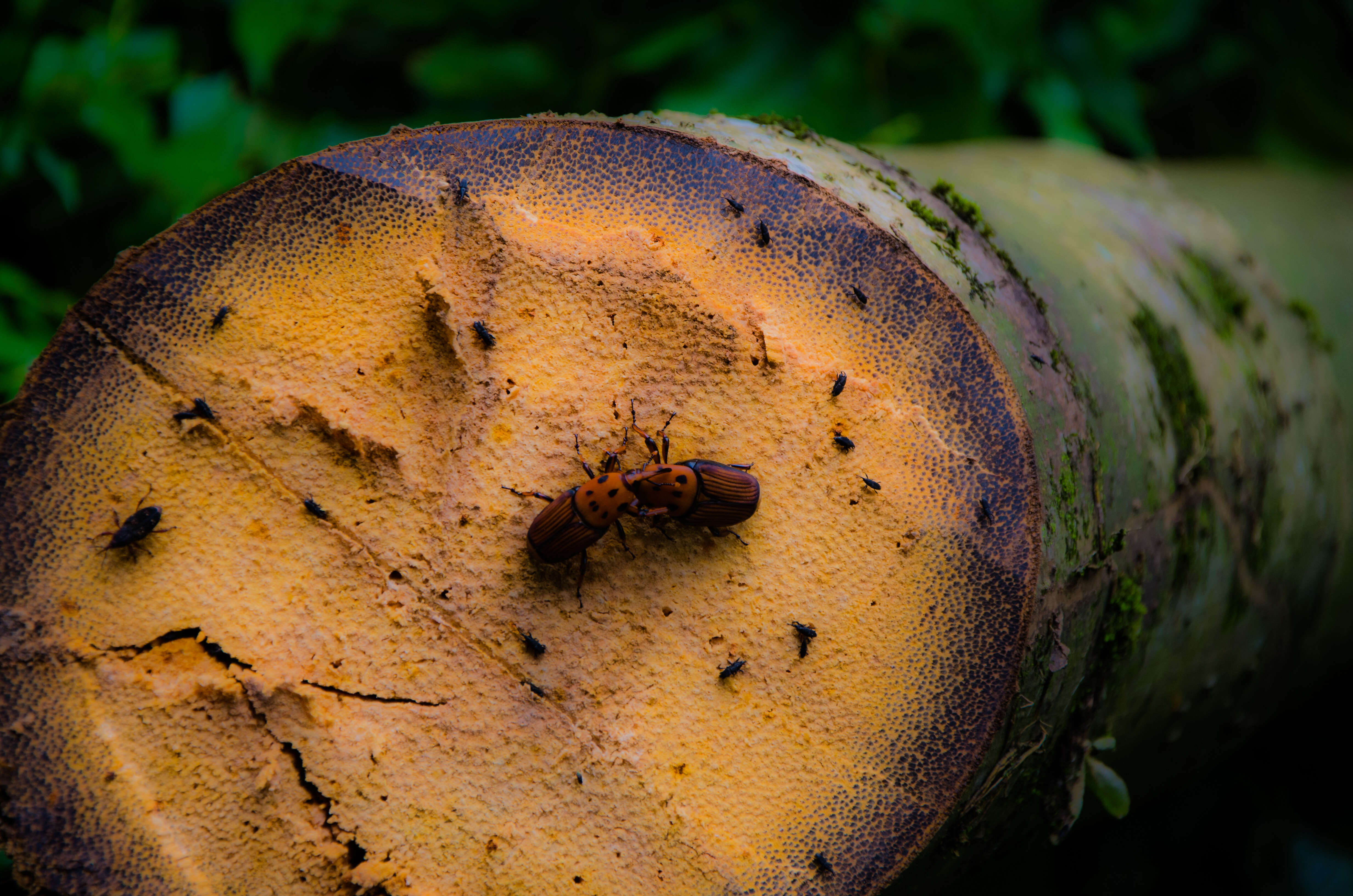 Image of Red palm weevil