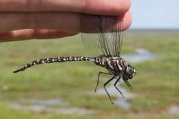 Image of bog hawker