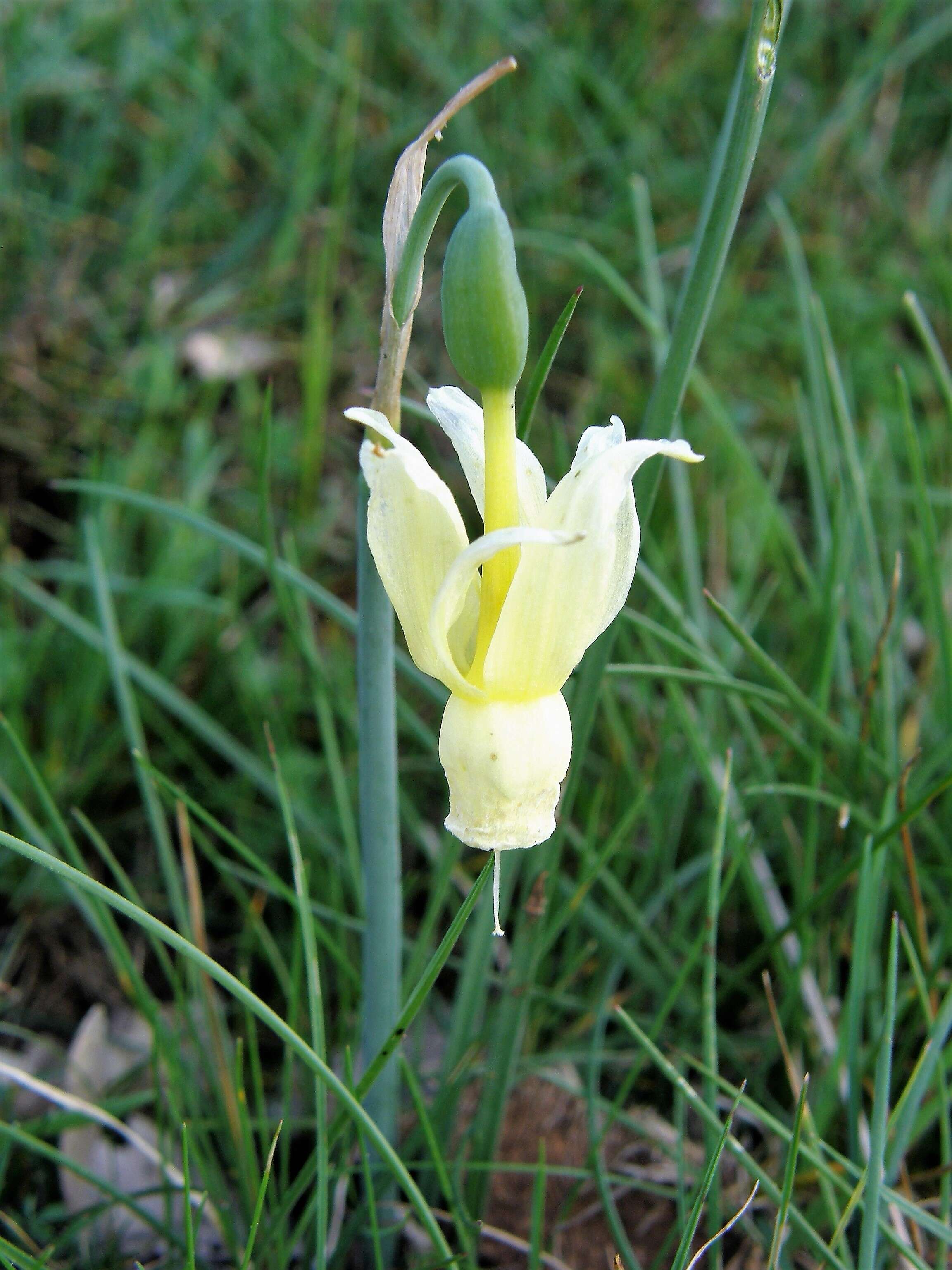 Image of Narcissus cernuus