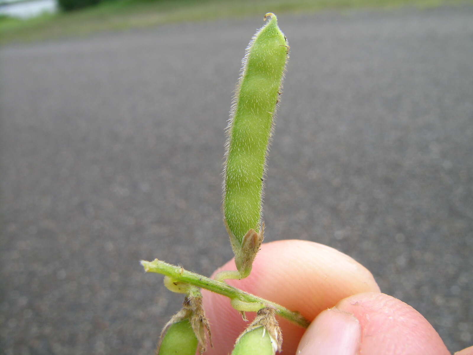 Glycine tabacina (Labill.) Benth. resmi