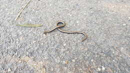 Image of Slow worm