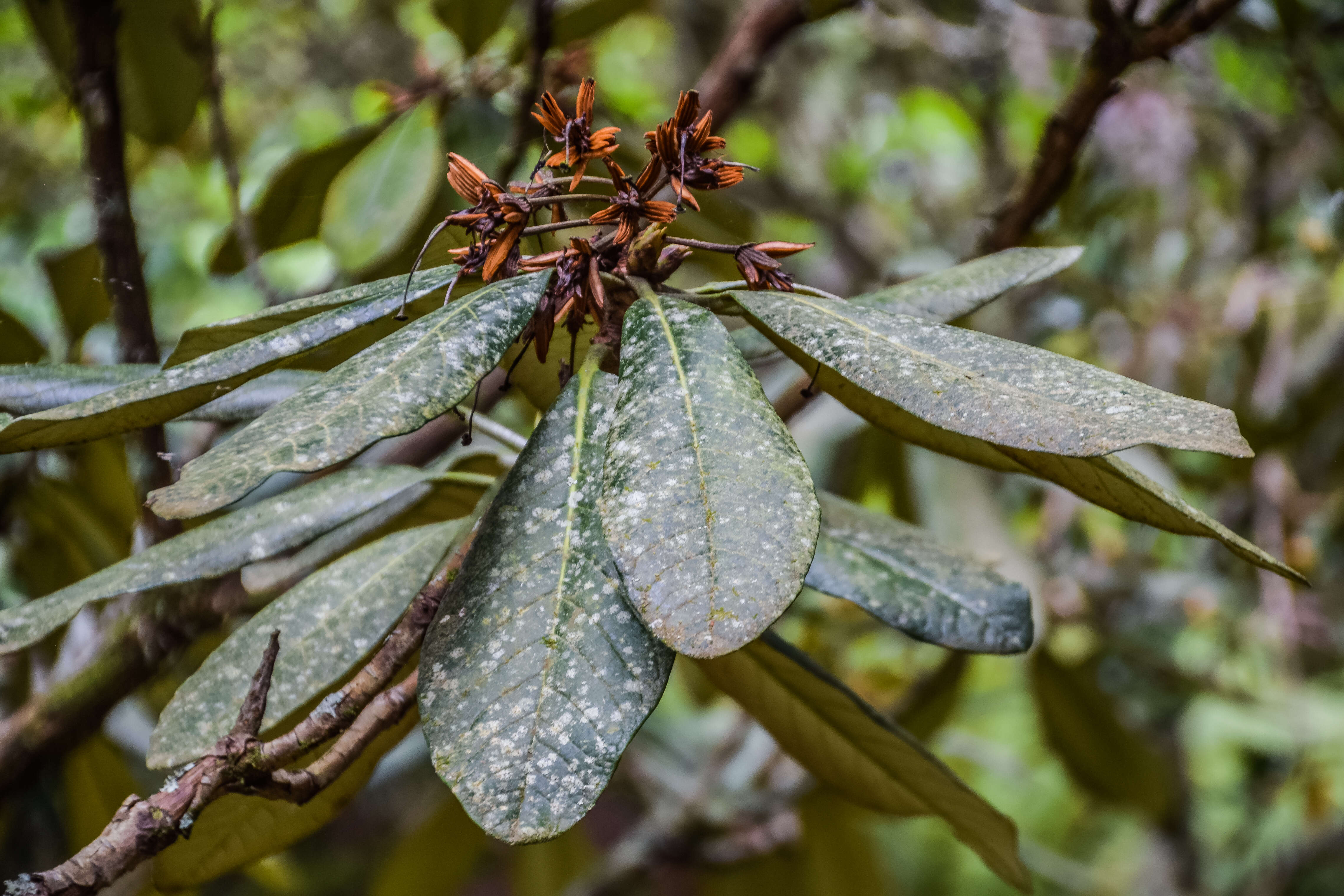 Image of Rhododendron grande Wight