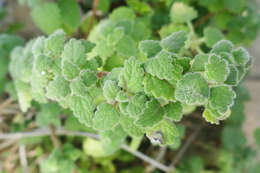 Image of Plectranthus madagascariensis (Pers.) Benth.