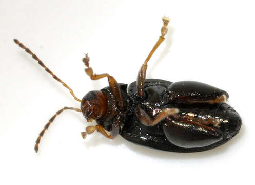 Image of Cabbage-stem flea beetle