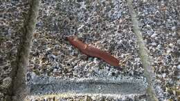 Image of Spanish slug