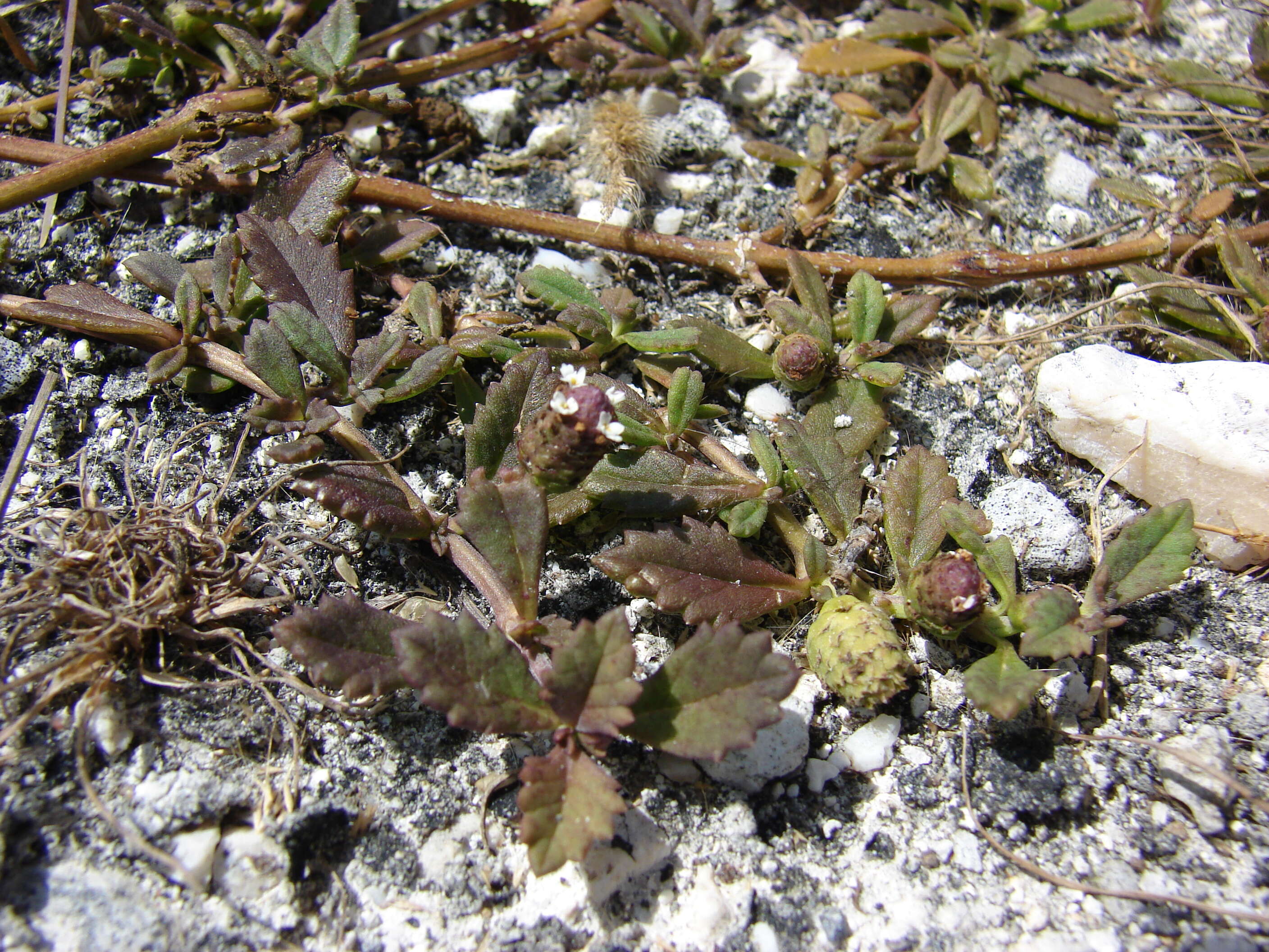 Plancia ëd Phyla nodiflora (L.) Greene