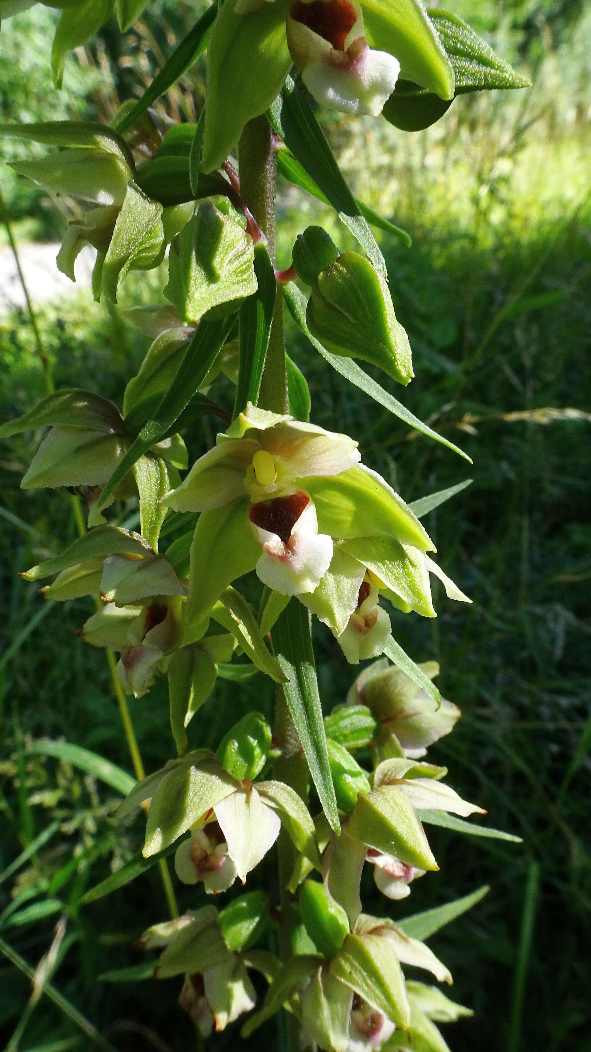 Image of Broad-leaved Helleborine