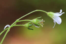 Plancia ëd Saxifraga granulata L.