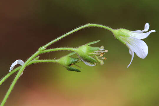 Plancia ëd Saxifraga granulata L.