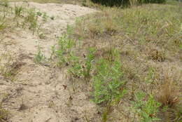 Image of Cuman ragweed