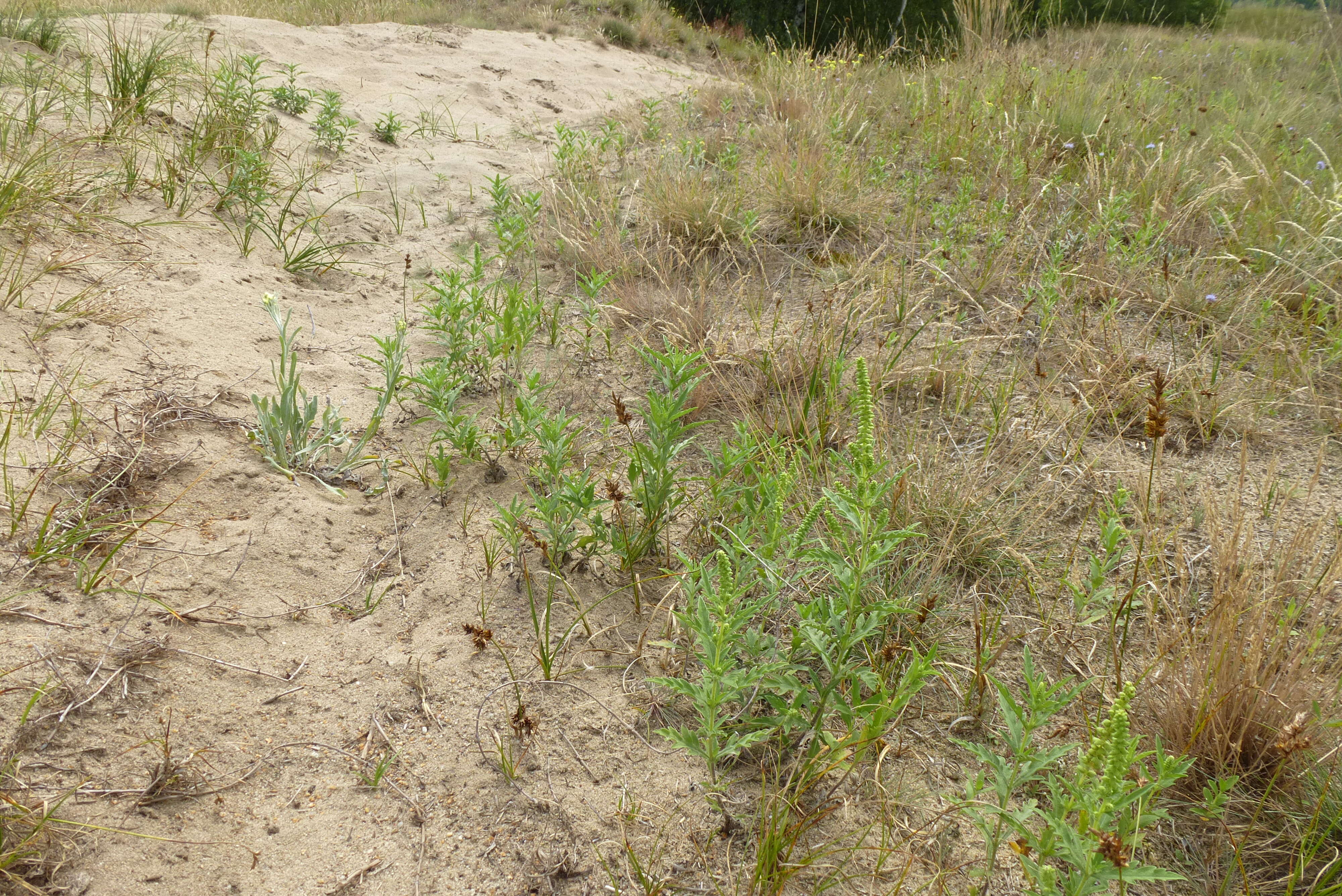 Image of Cuman ragweed