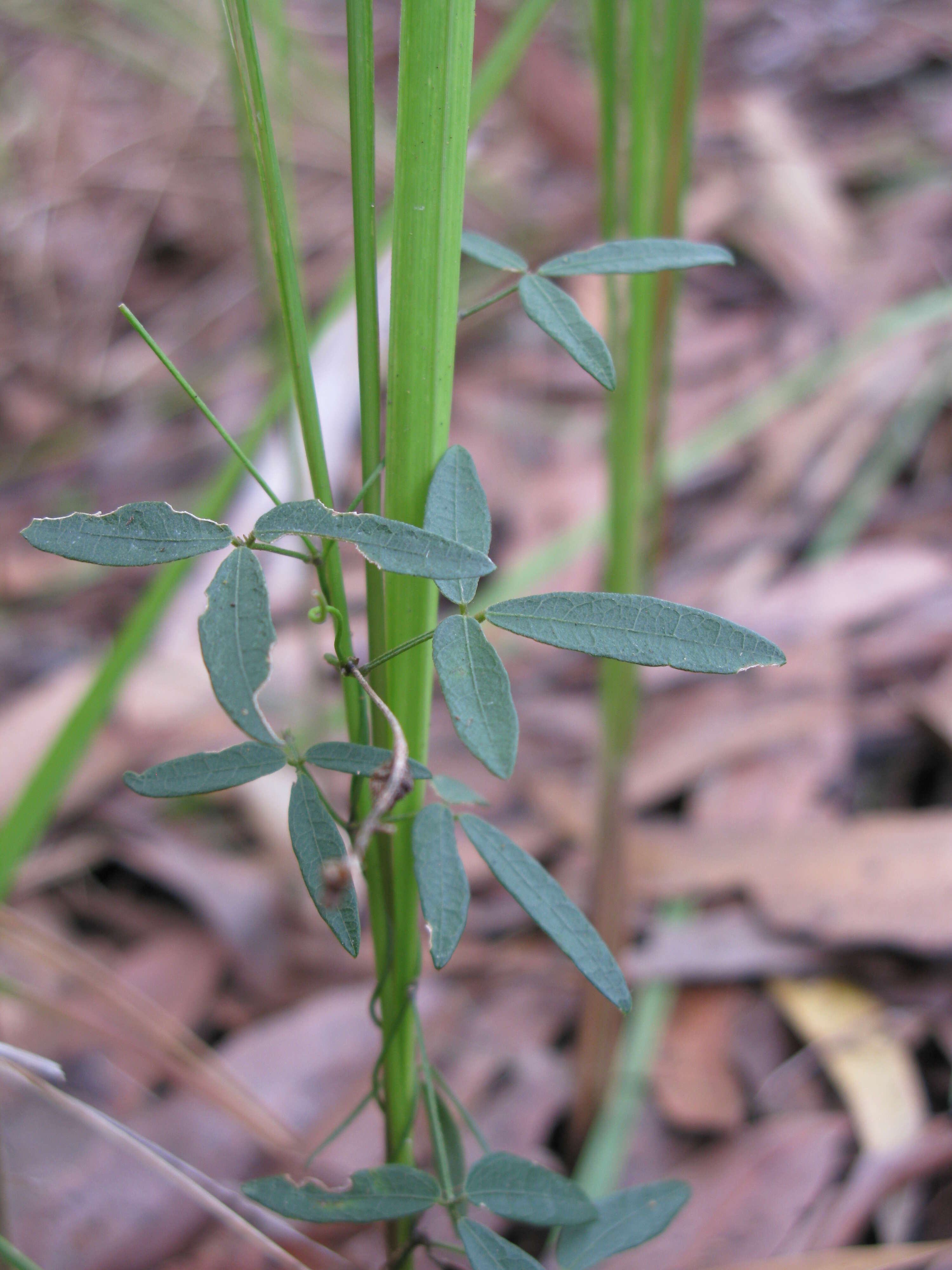 Imagem de Glycine microphylla Tindale