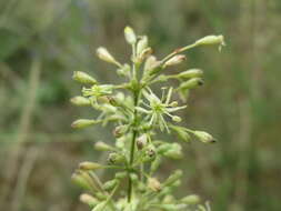 صورة Silene otites (L.) Wibel