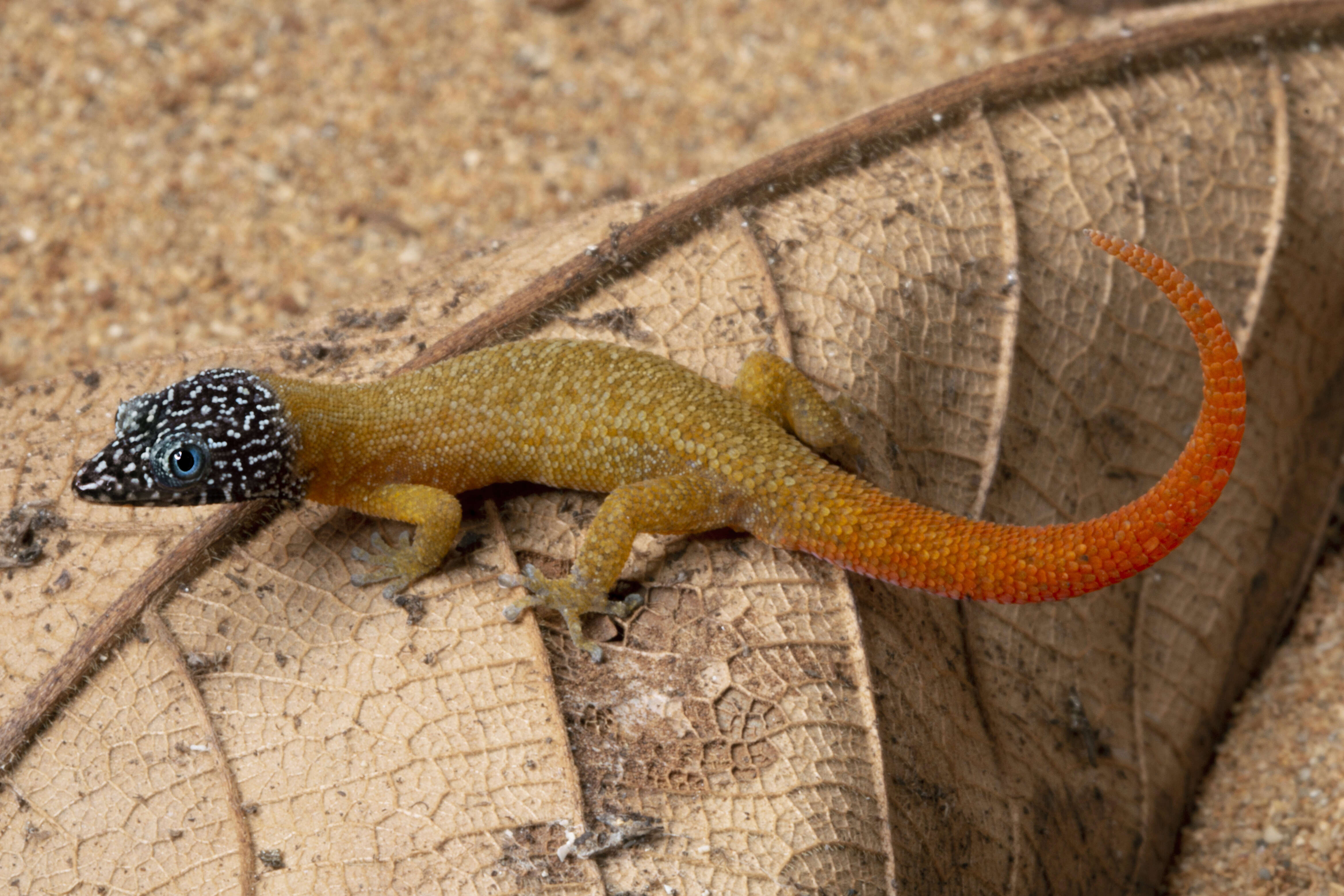 Image of Fantastic Least Gecko