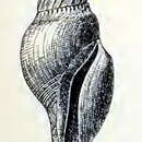Image of Gymnobela daphnelloides (Dall 1895)