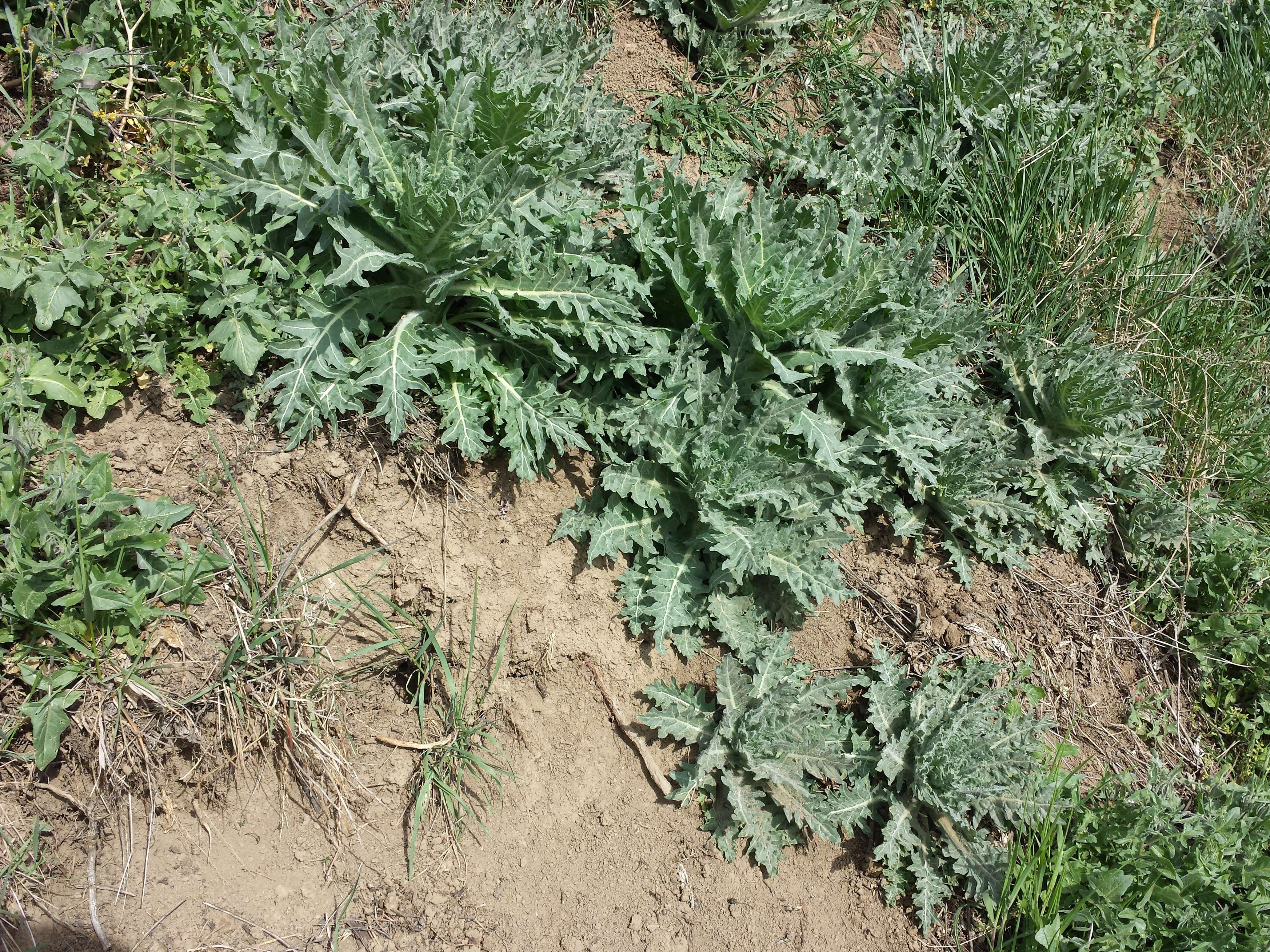 Image of black henbane