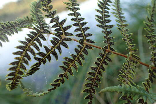 Image of Marsh Fern