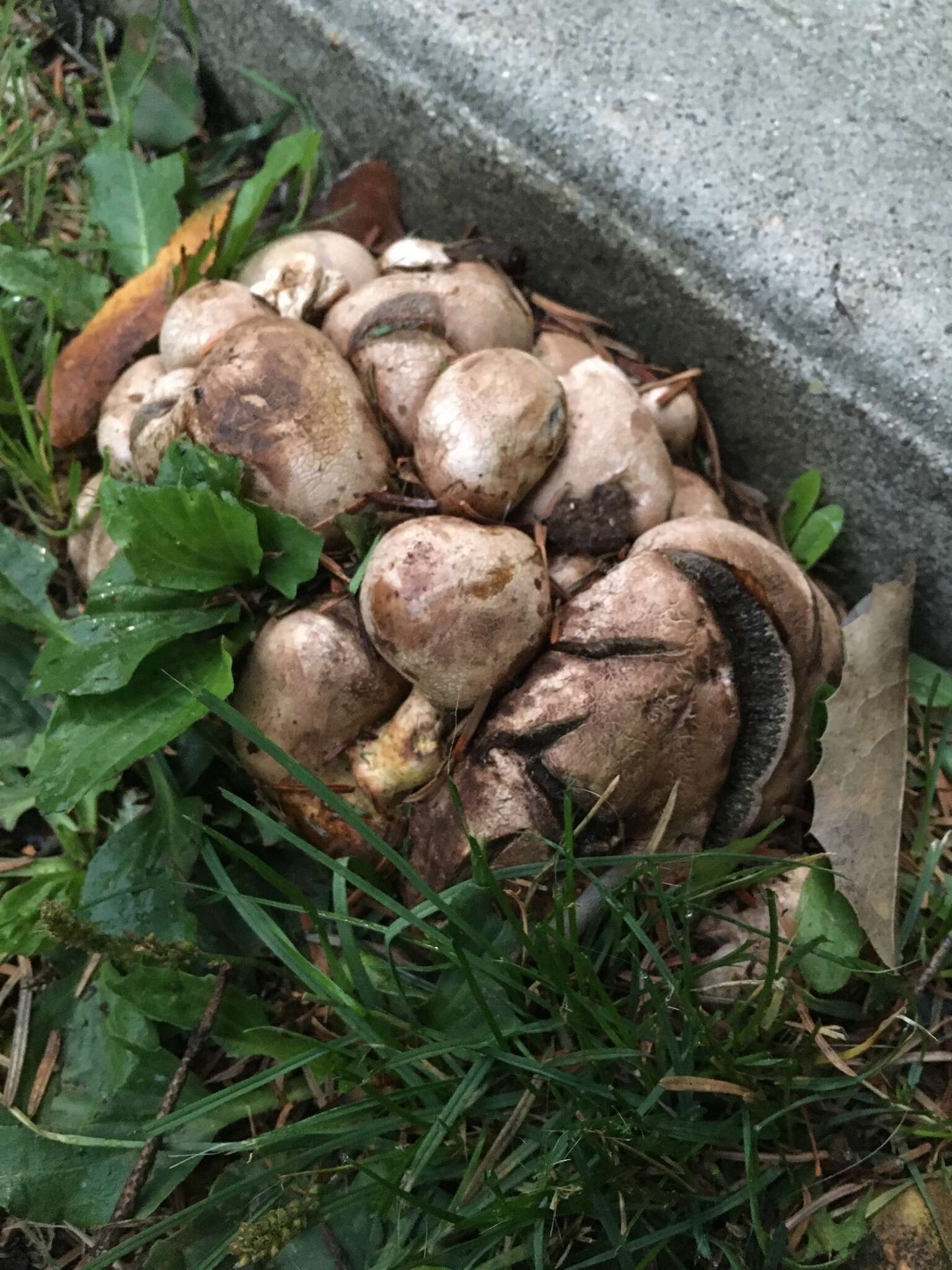 Coprinopsis atramentaria (Bull.) Redhead, Vilgalys & Moncalvo 2001 resmi