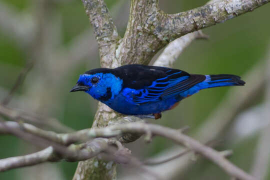 Image of Opal-rumped Tanager