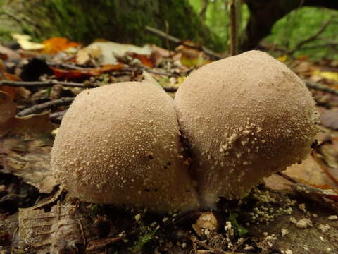 Imagem de Lycoperdon perlatum Pers. 1796