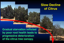 Image of Citrus nematode