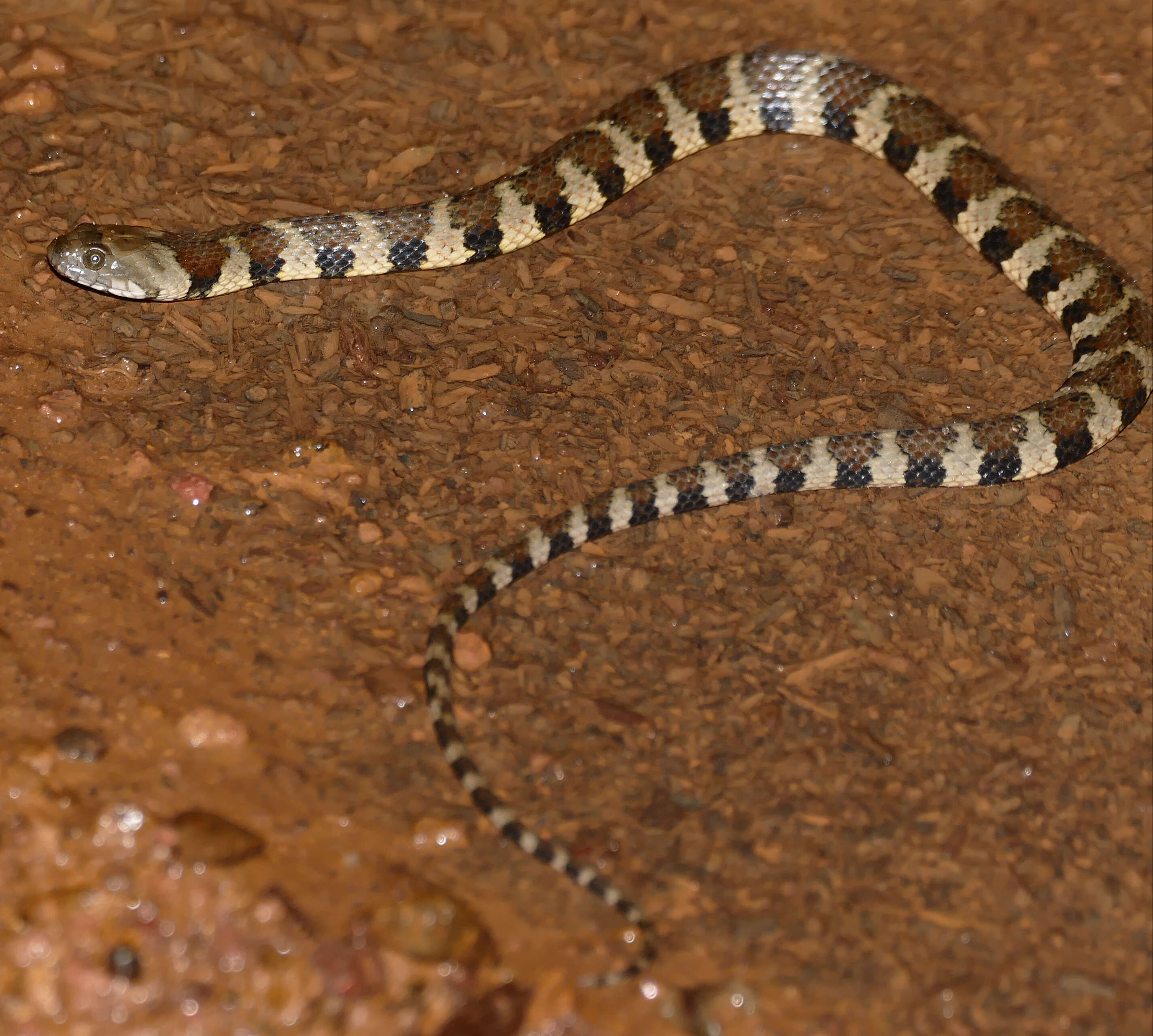 Helicops angulatus (Linnaeus 1758) resmi