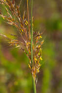 Image of Indiangrass