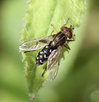 Image of Anasimyia contracta