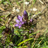 Image of chiltern gentian