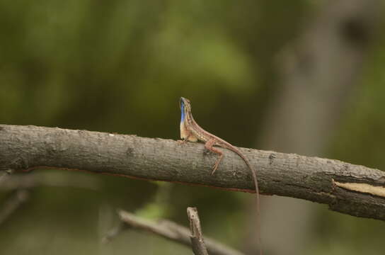 Image of Fan Throated Lizard