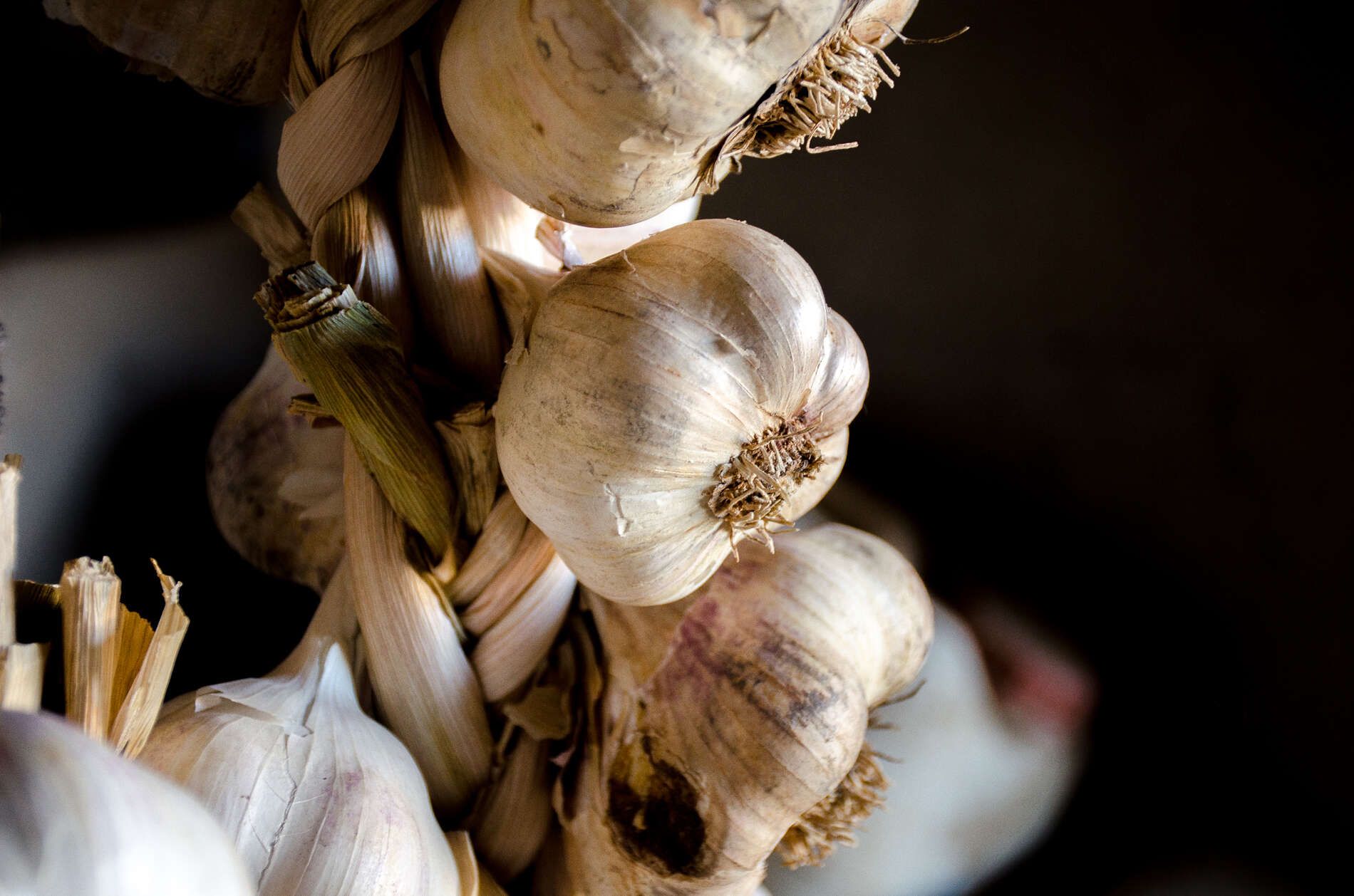 Image of cultivated garlic