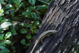 Image of Allapalli Grass Skink