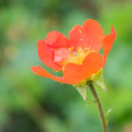 Image of Geum coccineum Sibth. & Sm.